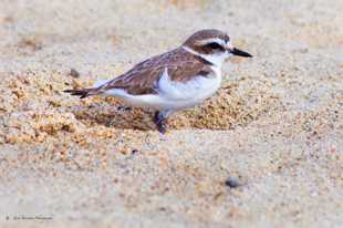 Western Snowy Plover-0117.jpg Western Snowy Plover-0117.jpg